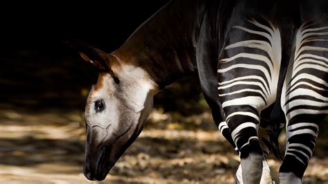 Okapi And Giraffe Similarities