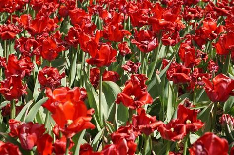 Premium Photo | Red tulip flowers in garden