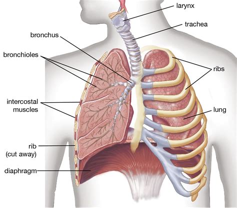 Bronchitis | Description, Causes, Symptoms, & Treatment | Britannica