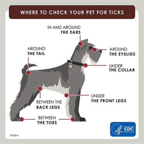 Preventing tick bites on pets | CDC | Ticks on dogs, Pets, Ticks