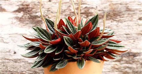 Peperomia Rosso Care: How To Grow Red Peperomia