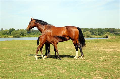 Hanoverian Horse Breed Guide: Characteristics, Health & Nutrition | Mad ...