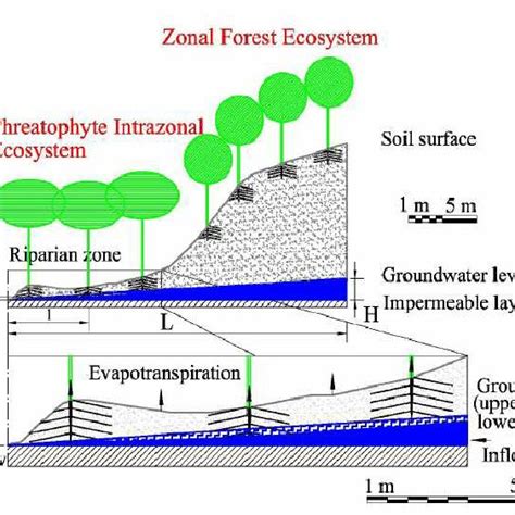 Schematic model of riparian zone | Download Scientific Diagram