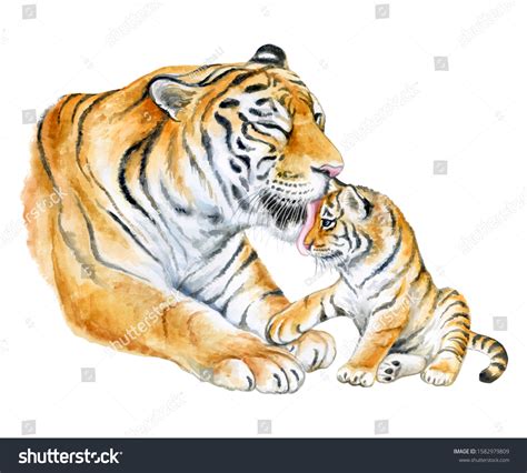 Tigers Mom Child Tiger Cub Isolated Stock Illustration 1582979809 ...