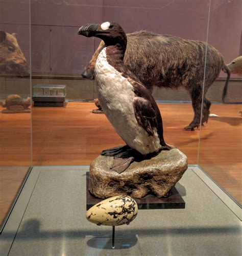 July 3 — Great Auk Went Extinct (1844) – Today in Conservation