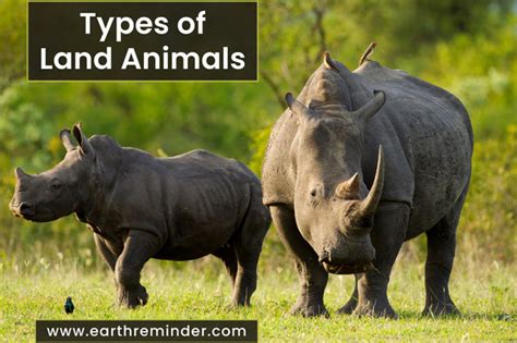 18 Different Types of Land Animals | Earth Reminder