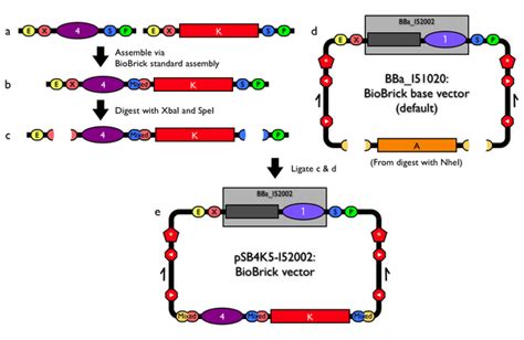 Help:Plasmid backbones/Construction - parts.igem.org