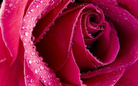 Close-up photo of pink rose HD wallpaper | Wallpaper Flare