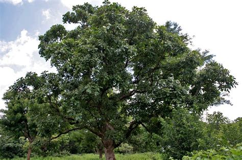 Everything About Growing Semecarpus Anacardium