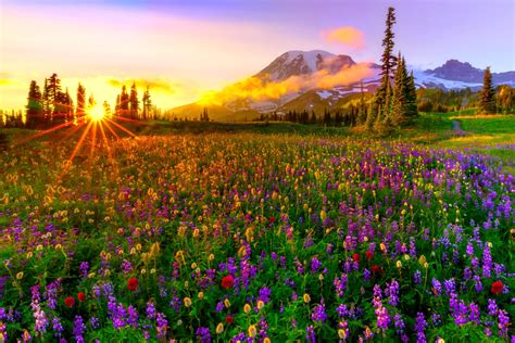 Mountain Wildflowers Wallpapers - Wallpaper Cave