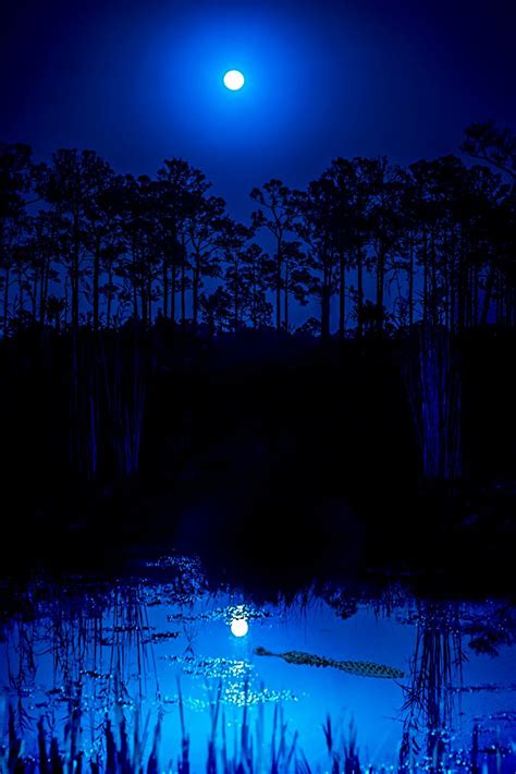 Blue Moon Gator | Andy Morgan Photography