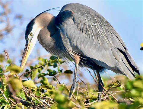 Great Blue Heron