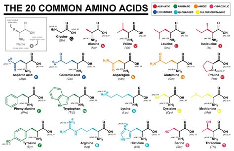 What Are Amino Acids? | The Science Blog