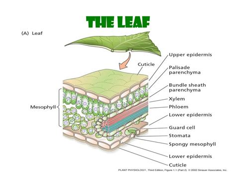 Plant Cells. Overview of Plant Structure - online presentation