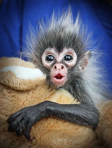 A seven-week old baby spider monkey from Melbourne zoo in Australia ...