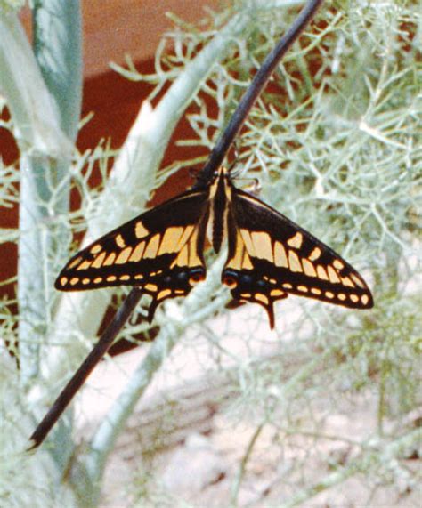 Anise Swallowtail Life Cycle