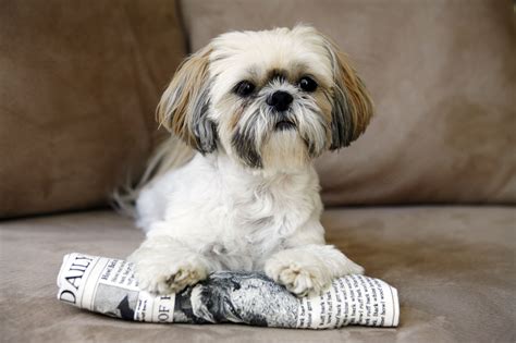 The Best Small Dog Breeds