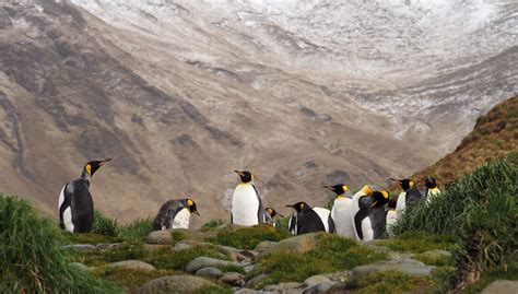 Macquarie Island World Heritage Area | Parks & Wildlife Service Tasmania