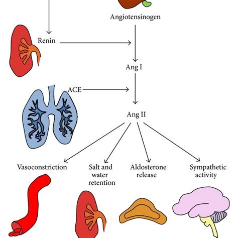 Angiotensin II receptors. Angiotensin II has two major receptor ...