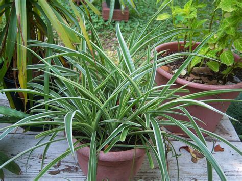 Chlorophytum comosum ‘Variegatum’ (Spider Plant) « The Belmont Rooster