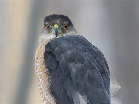 Cooper's Hawk Nesting (All You Need To Know) | Birdfact