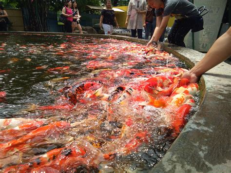 Fish feeding, crocodile park, davao city | Philippines culture, Davao ...