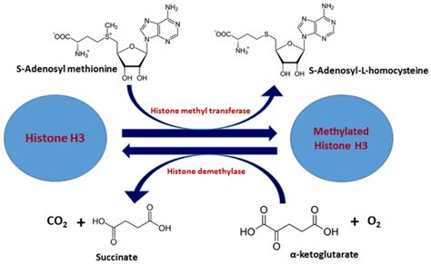 Histone Methylation Mechanism