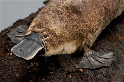 Platypus - Australian adaptations