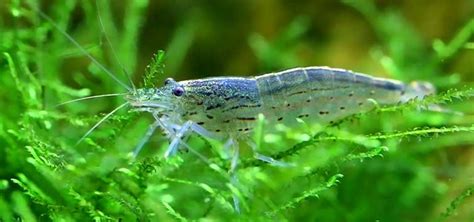 Freshwater Crustaceans: Shrimps | Tropical Fish Hobbyist Magazine