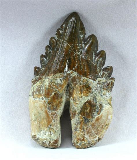 Basilosaurus Whale Tooth Fossil