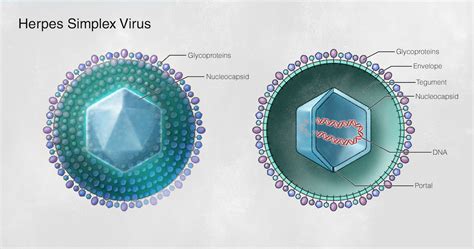 Herpes Virus Structure