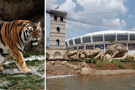 LSU's Mike the Tiger Habitat is a Must-See Attraction in Baton Rouge ...