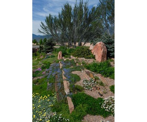 Colorado Springs Utilities Xeriscaping - Curl-leaf Mountain Mahogany