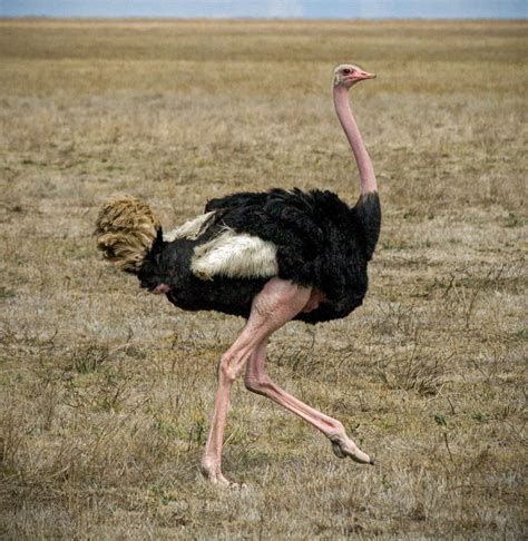 Ostrich