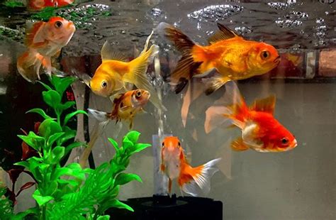 Poissons rouges : quel aquarium choisir ? Conseils & infos ...