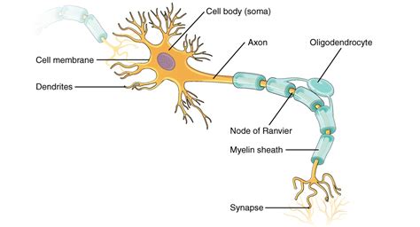 Motor Neuron Neurotransmitter