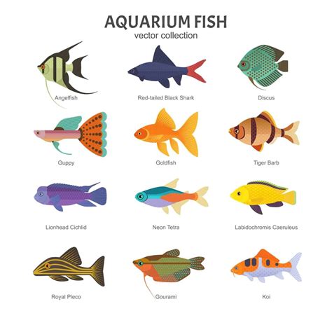 All Types Of Fish Names And Pictures | Webphotos.org