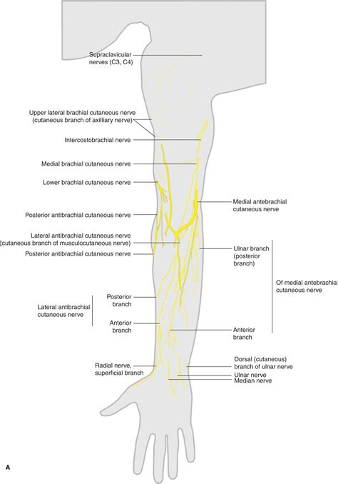 Lateral Cutaneous Nerve Anatomy