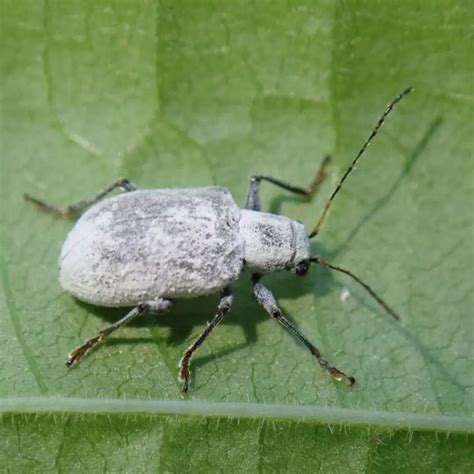 Leaf Beetle - Learn About Nature