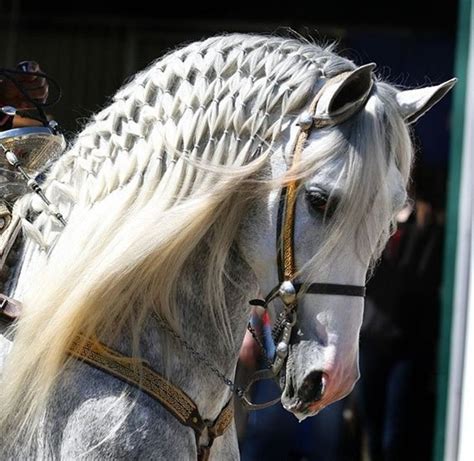 32 best Horse Plaits inspo. images on Pinterest