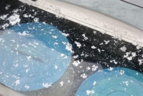 White Water Mold: How To Get Rid Of White Mold | Pool Marvel