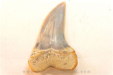 shark tooth: ISURUS PLANUS Miocene Bakersfield, California - USA