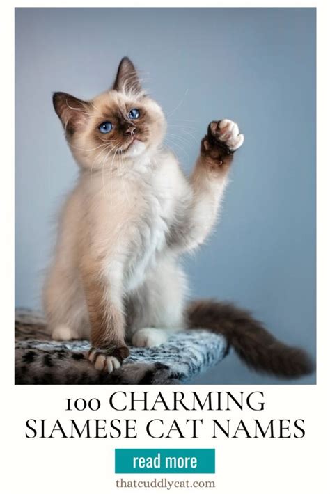 100 Charming Siamese Cat Names - That Cuddly Cat