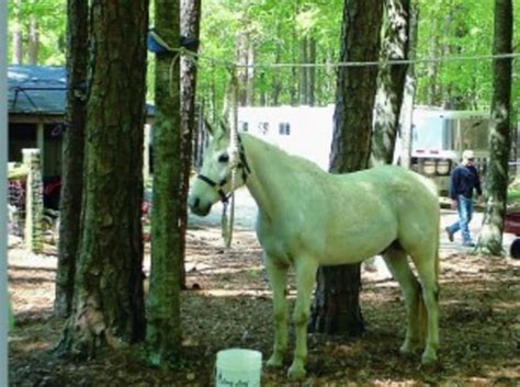 Horse Camping | Horse&Rider Horse Camp, Horse Diy, Trail Riding Horses ...