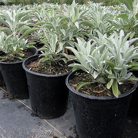 Anyone have luck growing sage indoors? Tips or tricks? : r/gardening