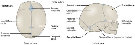 Embryonic Development of the Axial Skeleton · Anatomy and Physiology