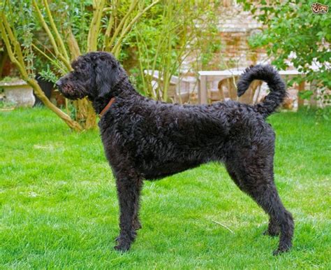 Dark charcoal silver labradoodle | Labradoodle, Labradoodle dogs, Mixed ...