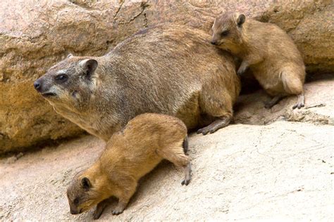 Rock Hyrax | Disney Animals Wiki | FANDOM powered by Wikia