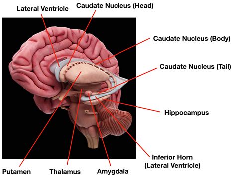 Ventricles of the Brain: Labeled Anatomy, Function, CSF Flow ...