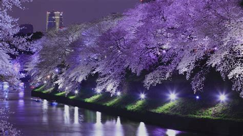 東京夜櫻・夜間點燈賞櫻指南 / 東京旅遊官方網站GO TOKYO